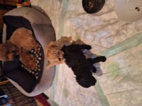 Toy,/zwergpudelchen in schwarz