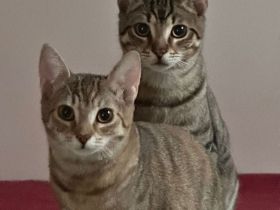 Frieda und Otto - zwei Katzenkinder suchen ein Zuhause