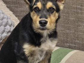 Nala – tolle Begleiterin sucht Zuhause!