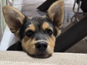 Nala – tolle Begleiterin sucht Zuhause!