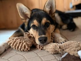 Nala – tolle Begleiterin sucht Zuhause!