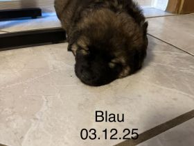 Welpen Leonberger-Collie-Mix