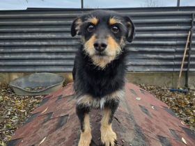 Charlie - Charmanter Terrier-Mix!