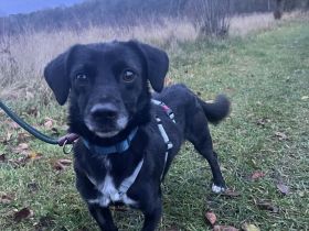 Gobi, klein, freundlich, liebt Menschen , braucht ein kuscheliges Körbchen bei seinen Menschen