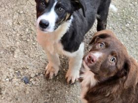 Fröhliche Hundemädchen suchen ihre Menschen!