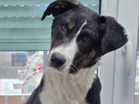 Cleo - ausgeglichen und verträglich