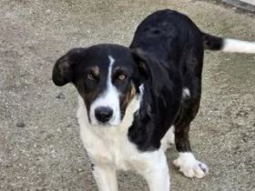 Cleo - ausgeglichen und verträglich