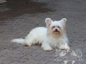 Powderpuff Hündin sucht dich ?