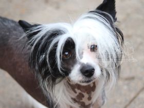 Valentino - Schwarz Weiße Versuchung