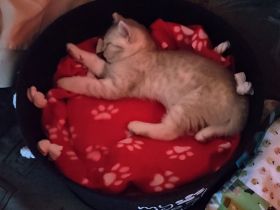 BKH Kitten Männlich