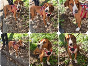 Freddy - ein aktiver und kluger Begleiter