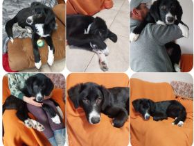 Tessa - freundliche, verspielte und verschmuste junge Dame