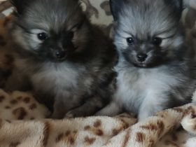 REIZENDE POMERANIAN / ZWERGSPITZ WELPEN (Hündin) mit PAPIEREN zu verkaufen