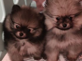 REIZENDE POMERANIAN / ZWERGSPITZ WELPEN (Hündin) mit PAPIEREN zu verkaufen