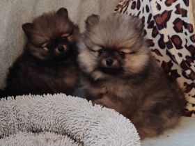 REIZENDE POMERANIAN / ZWERGSPITZ WELPEN (Hündin) mit PAPIEREN zu verkaufen