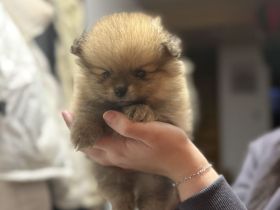 3 süße Zwergspitz Welpen suchen ein liebevolles zuhause