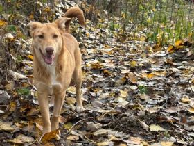 Honey wünscht sich ein Zuhause