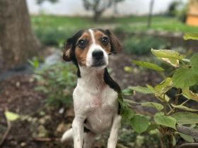 Yuna - Dreibein sucht Zuhause