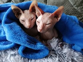 Uschi und Tilli suchen ein neues Zuhause