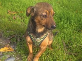 Sima ein tolles Dackelmix Mädchen