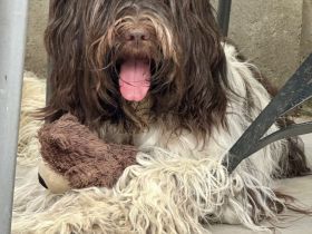 Schapendoes vom Primelhof