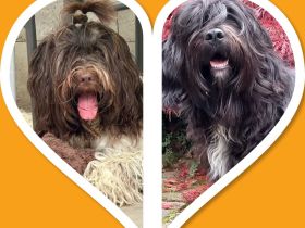 Schapendoes vom Primelhof