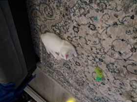 Katze türkisch- angora mix