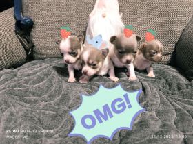 3Chihuahua Welpen