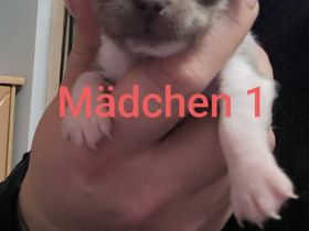 4 Chihuahua Welpen