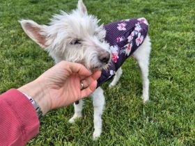 Kuschelhündin Mona sucht sicheren Hafen