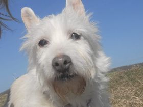 Kuschelhündin Mona sucht sicheren Hafen