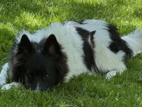 3 Großspitz Junghunde mit 6 Monaten sofort auszugsbereit