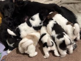 7 Großspitz Welpen am 27.11.2025 geworfen