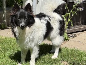 2 Großspitz Junghunde mit 7 Monaten sofort auszugsbereit