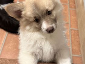 7 Großspitz Welpen ab Mitte Februar abgabebereit