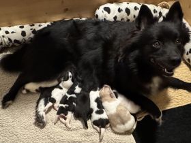 7 Großspitz Welpen am 27.11.2025 geworfen