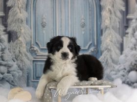 Traumschöne Australian Shepherd Welpen