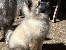Wolfspitz Keeshond Rüde verkaufen