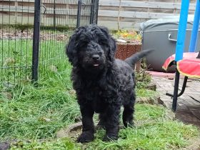 Kleinpudel Buddy sucht ein schönes Zuhause