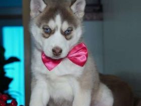 Siberian husky Welpen mit FCI Stammbaum