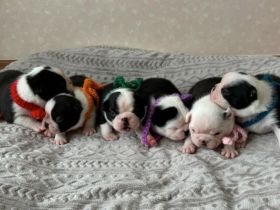 Boston Terrier-Welpen