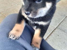 Süße Shiba inu Welpen