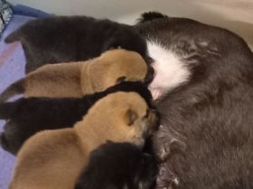 Süße Shiba inu Welpen