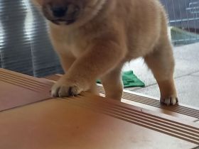 Süße Shiba inu Welpen