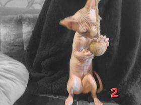 Sphynx Katzen Kinder (weiblich) suchen ein neues Zuhause Katze