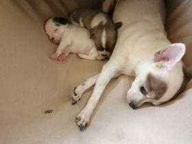 Chiwawa Mops mischlinge