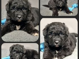Aussiedoodle - Bezaubernde Welpen in edlem Schwarz-aus erfahrener Hausaufzucht- (keine Arbeitslinie)