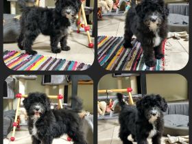 Aussiedoodle - ein süßer Rüde u. eine bezaubernde Hündin- aus Hausaufzucht- (keine Arbeitslinie)