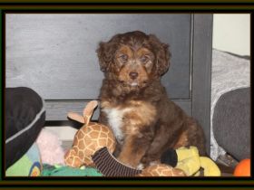 Aussiedoodle - Bezaubernde Welpen in edlem Schwarz-aus erfahrener Hausaufzucht- (keine Arbeitslinie)