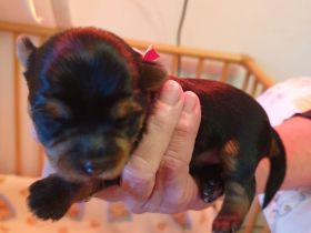 Bezauberende Yorki-Welpen zu verkaufen